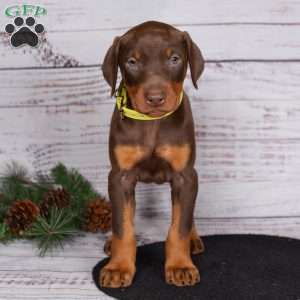 Janae, Doberman Pinscher Puppy